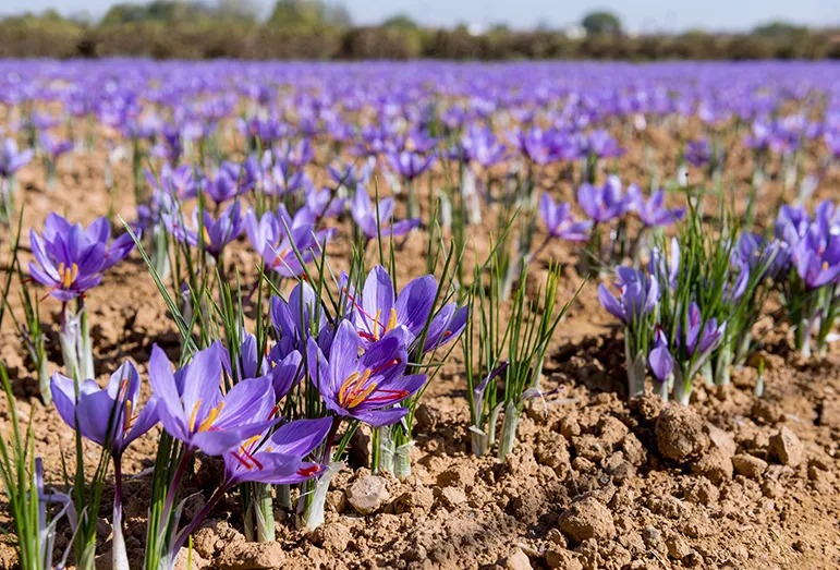 روغن زعفران برای مو