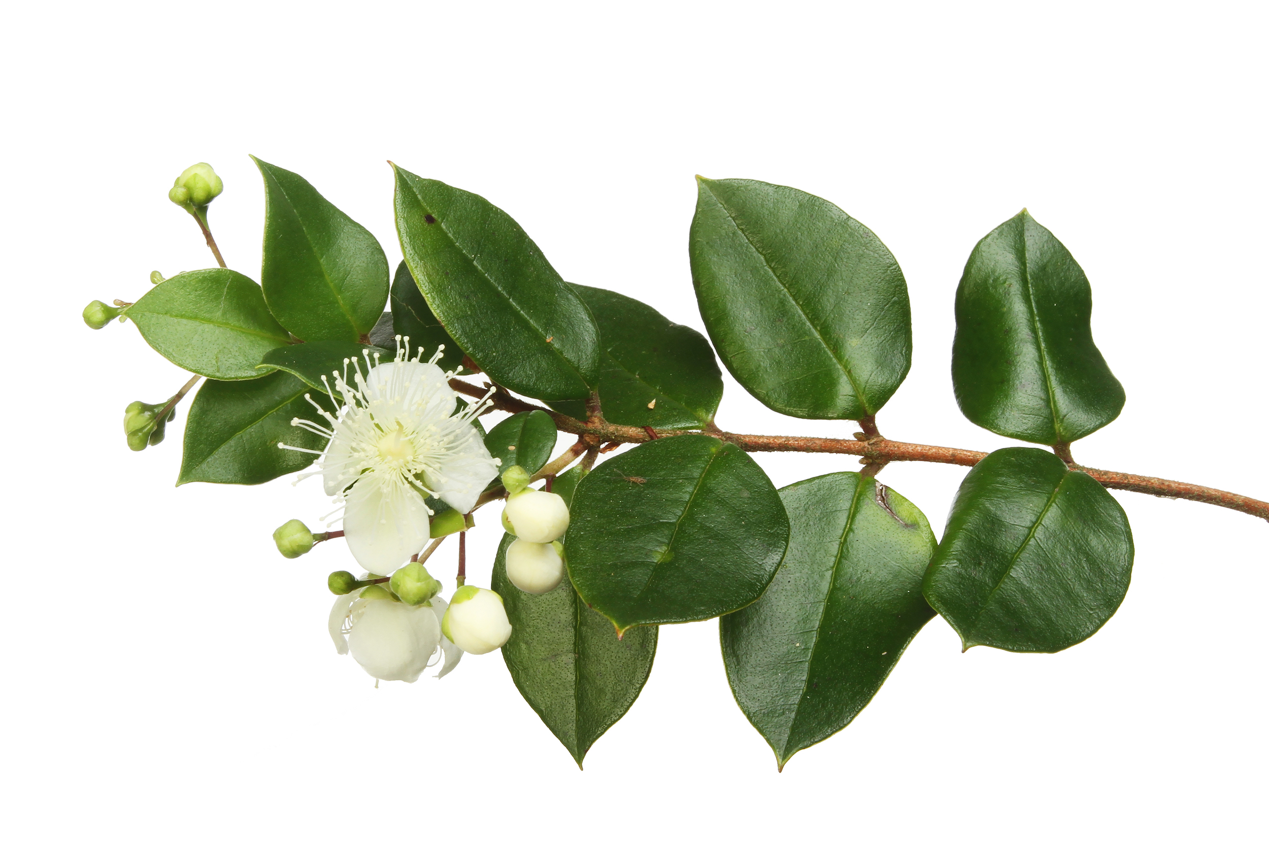خرید روغن مورد اصل