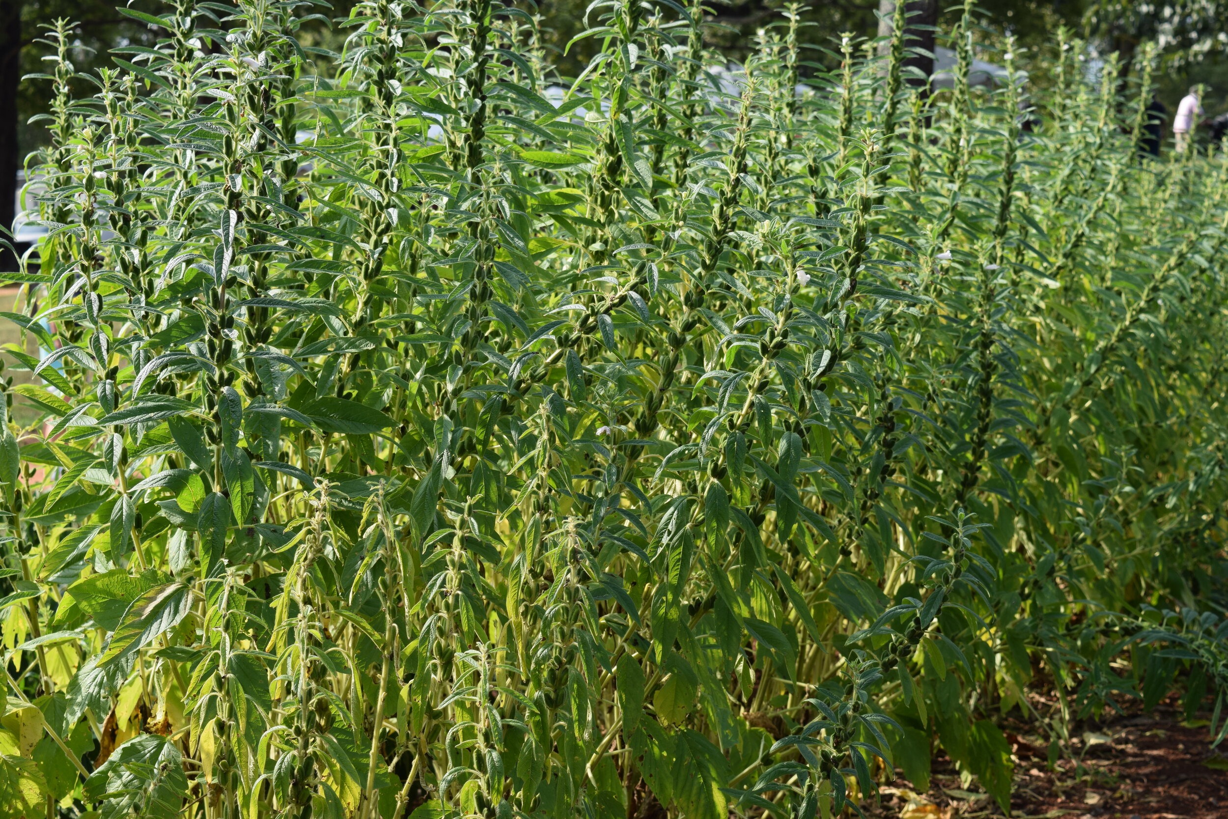 تهیه روغن کنجد 