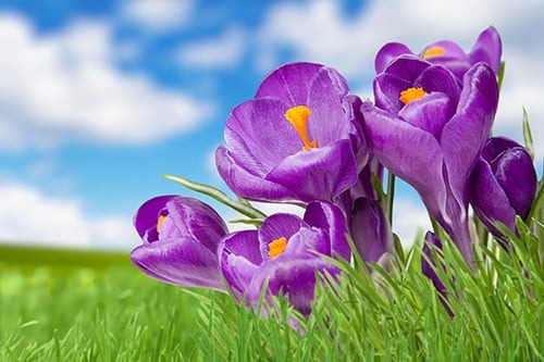 خرید روغن بنفشه پایه بادام شیرین