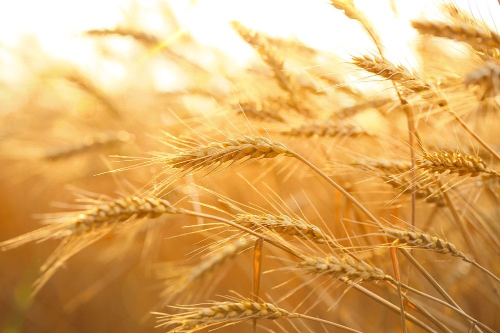 روغن جوانه گندم ارگانیک