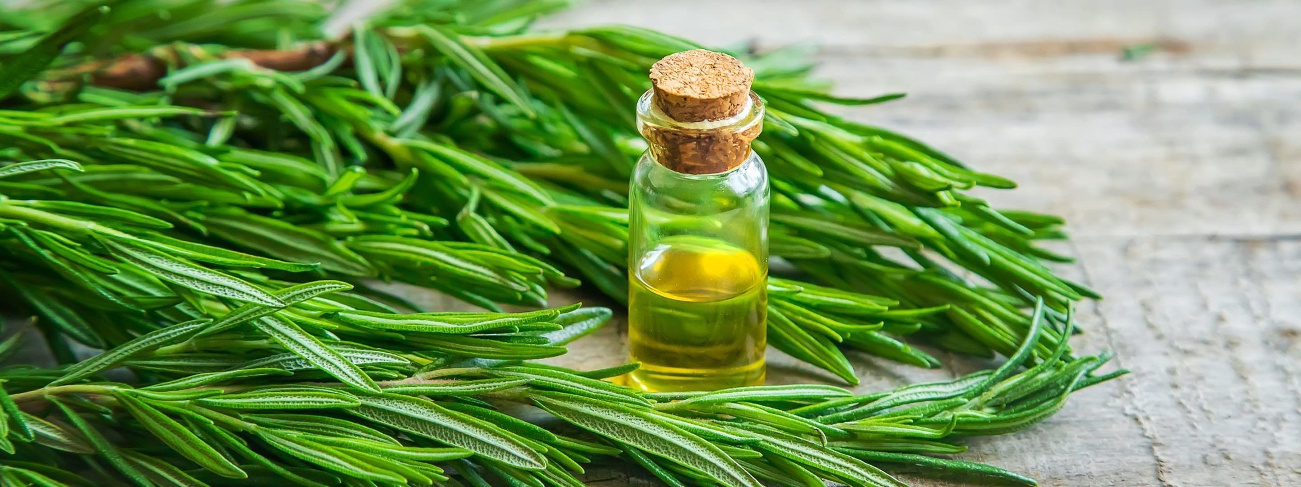 خرید روغن رزماری ارگانیک