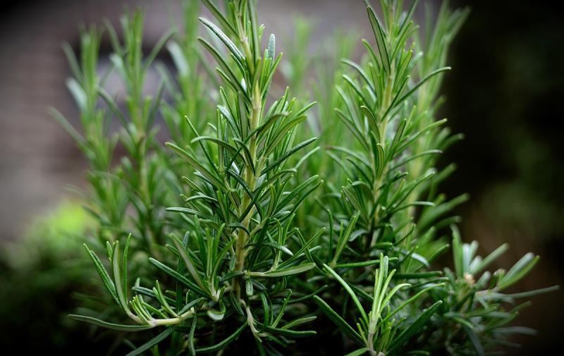خواص روغن رزماری 