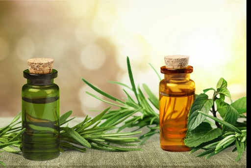 خواص روغن درخت چای 
