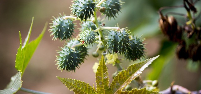 گیه روغن کرچک 