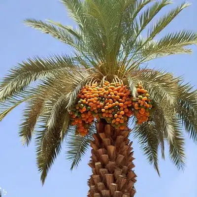 پخش خرمای مستوک