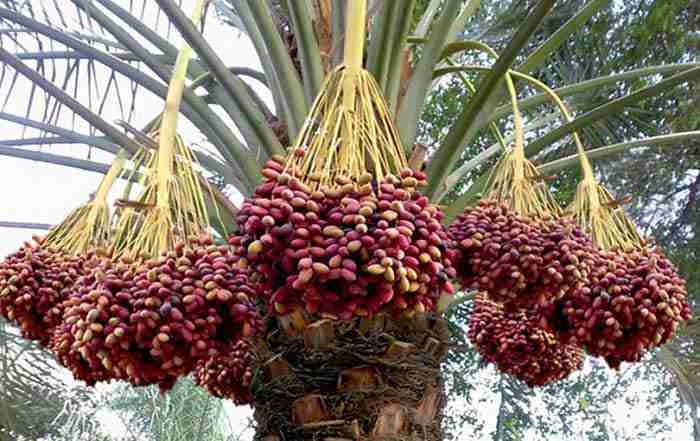 فروشگاه مستوک خرما