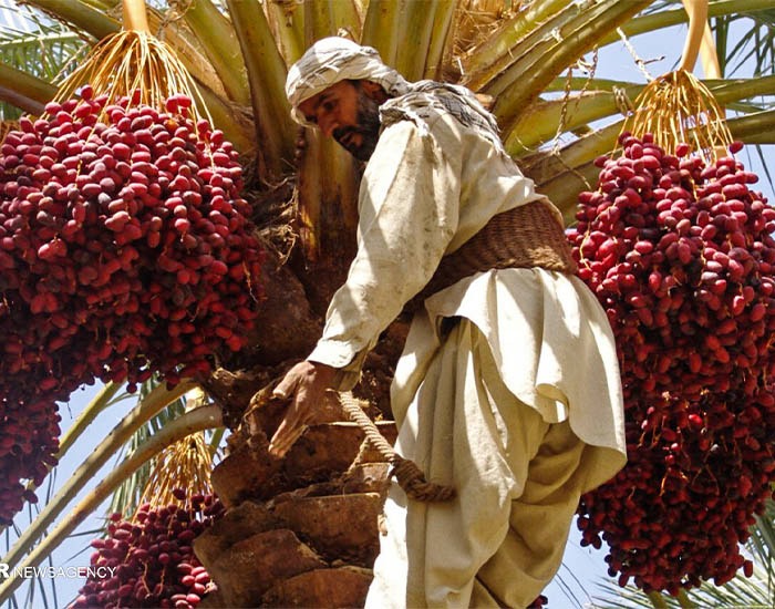 قیمت مستوک خرما ارگانیک